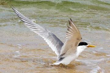 Great Crested Tern in Western Australia
