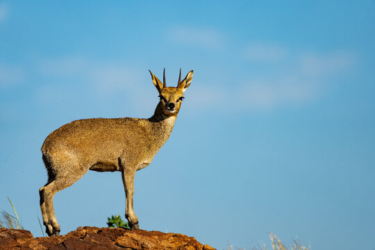 Klipspringer (Oreotragus oreotragus). Augrabies. Northern Cape. South Africa.