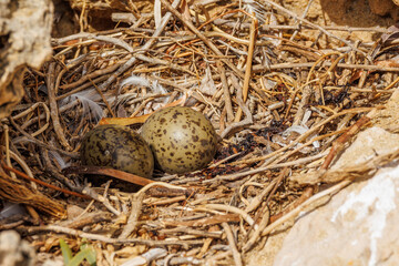 Silver Gull Eggs at Nest in Australia