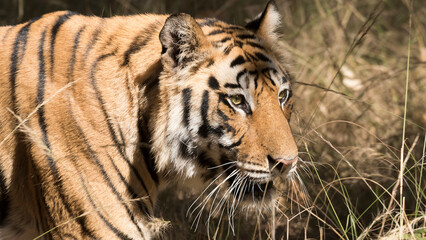 Tiger Portraits in the wild 