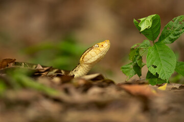erciopelo (Bothrops asper) is a species of pit viper occurring at low to moderate elevations in northeast Mexico and Central America, and into South America 