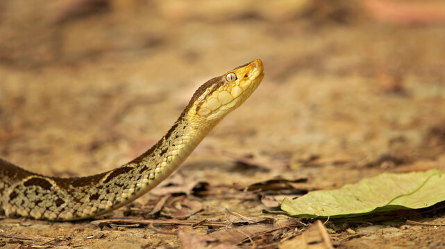 erciopelo (Bothrops asper) is a species of pit viper occurring at low to moderate elevations in northeast Mexico and Central America, and into South America 