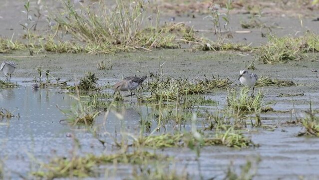 Sanderling and dunlin looking for food on the beach (Calidris alba and Calidris alpina)