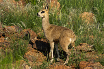 Klipspringer (Oreotragus oreotragus). Augrabies. Northern Cape. South Africa.