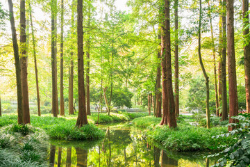 Fototapeta na wymiar Metasequoia forest