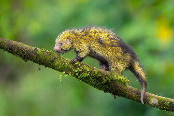 Mexican hairy dwarf porcupine or Mexican tree porcupine (Coendou mexicanus) is a species of rodent in the family Erethizontidae. It is found in Costa Rica