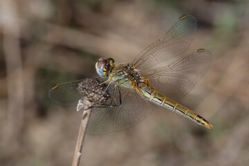 Female Red-veined darter (Sympetrum fonscolombii)