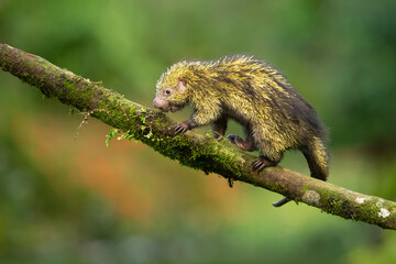 Mexican hairy dwarf porcupine or Mexican tree porcupine (Coendou mexicanus) is a species of rodent in the family Erethizontidae. It is found in Costa Rica - obrazy, fototapety, plakaty