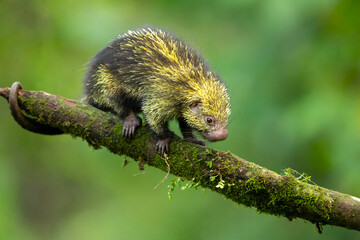 Mexican hairy dwarf porcupine or Mexican tree porcupine (Coendou mexicanus) is a species of rodent in the family Erethizontidae. It is found in Costa Rica - obrazy, fototapety, plakaty
