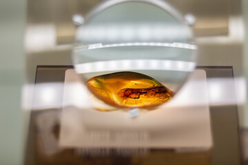 Piece of amber is on display in the museum under a magnifying glass