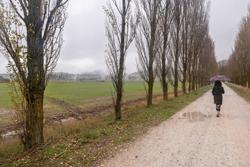 Obraz premium Woman walking with umbrella. Crop fields and trees
