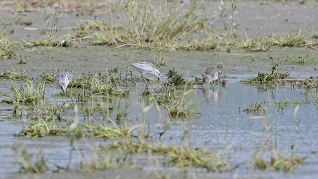 Looking for food, dunlin and sanderling at hunt (Calidris alpina and Calidris alba)