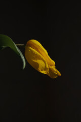 Fototapeta premium Closeup of yellow tulip flower with water droplets lit by sunlight on black background 