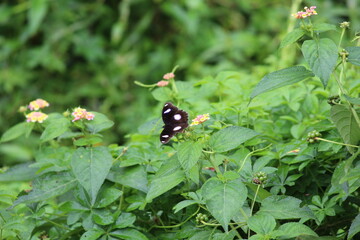 butterfly on plant