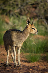 Klipspringer (Oreotragus oreotragus). Augrabies. Northern Cape. South Africa.