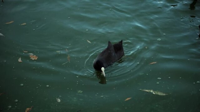 wild ducks birds . duck quack