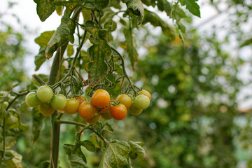 Gros plan sur des plants de tomate cerise