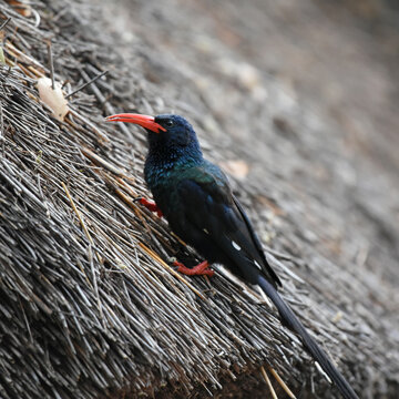 Green Wood Hoopoe (Phoeniculus purpureus) looking for food on a thatchted roof