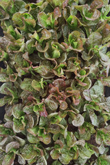 close up of red cos lettuce in vegetable garden