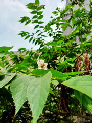 A bee perched on the flower with white color 