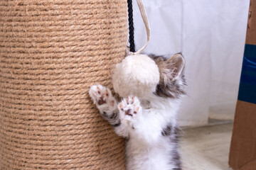 A little kitten plays with a scratching post