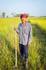 Asian senior man farmer standing in rice green paddy field. thai thailand