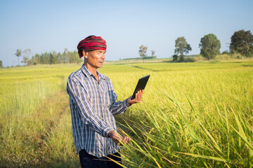 Asian man farmer with smartphone walk to inspect rice trees on the rice farm.