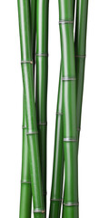 green bamboo sticks