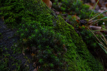 moss