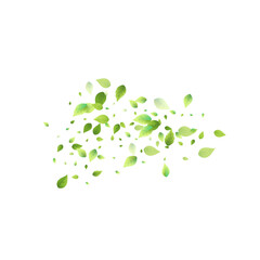 Leaves Green Falling Flying Foliage Leaf Tea Mint