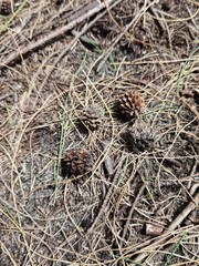 four pine cones that fell between the broken branches of the small branches that fell