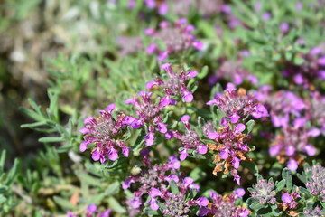Germander hybrid pink flowers