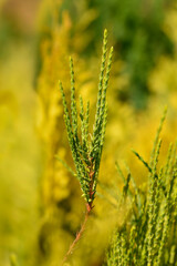 Oriental thuja Franky Boy branches