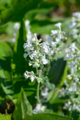 Fototapeta premium Catmint Snowflake small white flowers