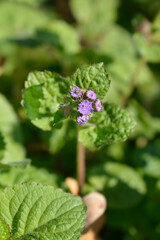 Floss Flower in the garden
