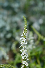 Gooseneck loosestrife white flowers