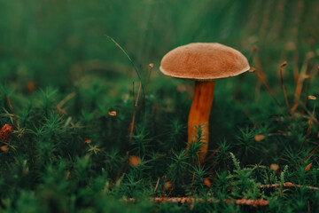 Mushroom. Porcini on moss. Boletus edulis in forest.