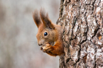 Red squirrel - Sciurus vulgaris