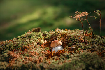 Mushroom. Porcini on moss. Boletus edulis in forest.