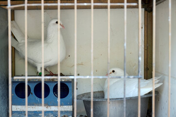 Palomas blancas en jaula metálica. Concepto de libertad, encarcelamiento o reclusión