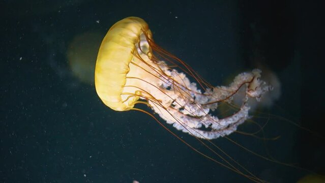 Big yellow jellyfish moving underwater in slow-motion
