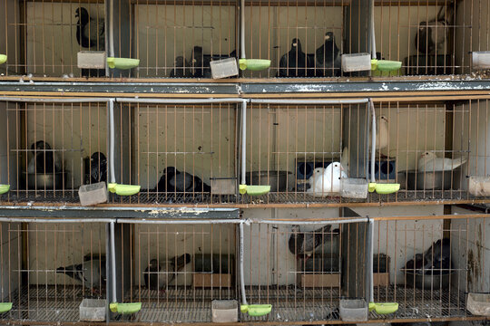 Palomas en jaula met&aacute;lica. Concepto de libertad, encarcelamiento o reclusi&oacute;n