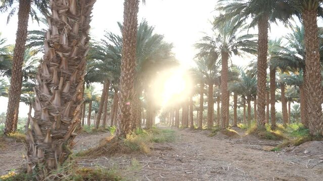 date palm groves with sunlight flash between trees, Cinematic pan shot
