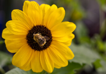 yellow flower bee sitting on it