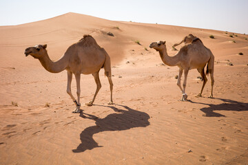 camels in the desert 