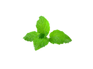 Mint leave  isolated on transparent png