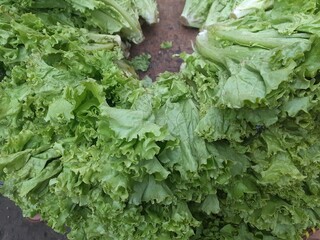 Lettuce or siamese leaves (Lactuca sativa) is a vegetable plant commonly grown in temperate or tropical climates. Lettuce is used as a salad. As a soup or sandwich dish.