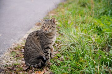 Naklejka na ściany i meble Tabby cat or kitten on a walk. Sits by the path or road, looks away. He is outside without a leash