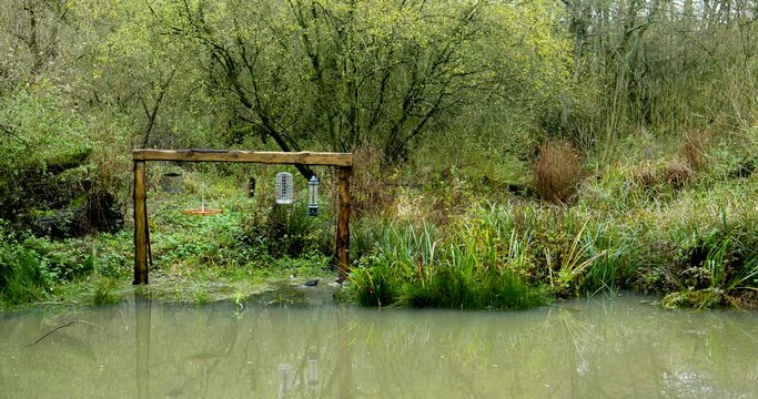 4K Video Moorhen, Gallinula, nest building in a pond at Adel Dam Nature Reserve