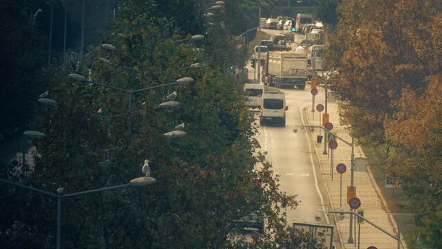 City street in autumn with many no stopping road signs. Samsun, Turkey